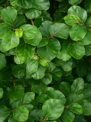 Kleinblttrige Buche 'Rotundifolia' - Fagus sylvatica 'Rotundifolia'