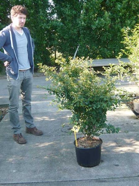 Prunus incisa 'Kojou-no-mai' (Frühkirsche) im C20-Topf, 100–125 cm, buschiger Wuchs mit feinem, verzweigtem Laub.