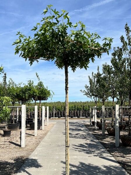 Liquidambar styraciflua 'Worplesdon' – Amberbaum 'Worplesdon' in Dachform/Dachspalier mit Stamm und flacher Kronenplatte.