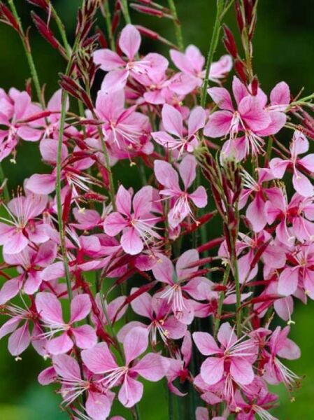 Prachtkerze 'Siskiyou Pink' / Prachtkerze 'Siskiyou Pink'