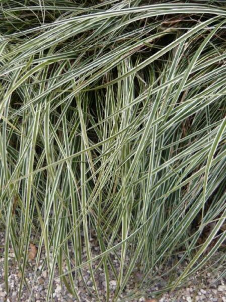 Carex morrowii 'Gilt Edge' (Segge 'Gilt Edge') mit schmalen, überhängenden, grün-weiß gestreiften Blättern.