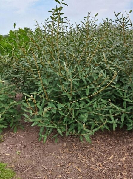 Viburnum 'Pragense' / Prager Schneeball 'Pragense', immergrüner Strauch 150–200 cm, mehrtriebig mit Ballen, dicht belaubt.
