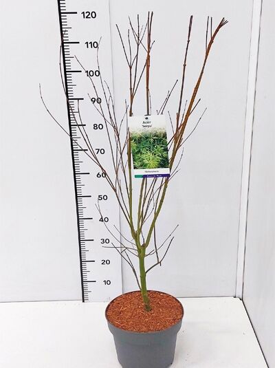 Japanischer Ahorn / Fächer-Ahorn 'Seiryu' / Acer palmatum 'Seiryu'