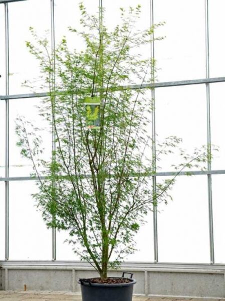 Japanischer Ahorn / Fächer-Ahorn 'Seiryu' / Acer palmatum 'Seiryu'