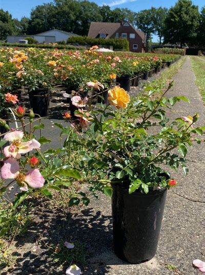 Bodendeckerrose 'Sedana' (Rosa 'Sedana ®') im C3-Container, grünes Laub und lachsrosa Blütenknospen in Baumschule