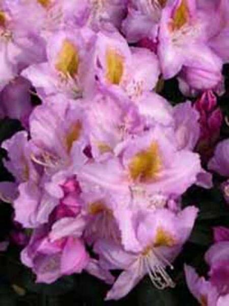 Rhododendron Hybride 'Puccini' / Rhododendron 'Puccini'