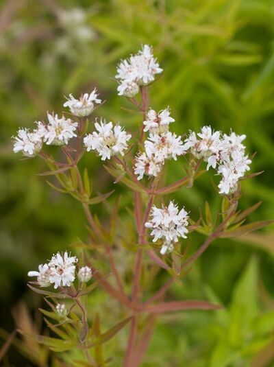 Behaarte Scheinbergminze / Pycnanthemum pilosum
