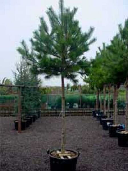 Österreichische Schwarz-Kiefer 'Hochstamm' / Pinus nigra ssp. nigra 'Hochstamm'