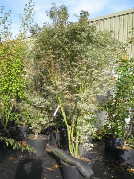 Japanischer Schmetterlings-Ahorn (Acer palmatum 'Butterfly'), mehrstämmiger Fächerahorn im Container C80, ca. 200–250 cm hoch.