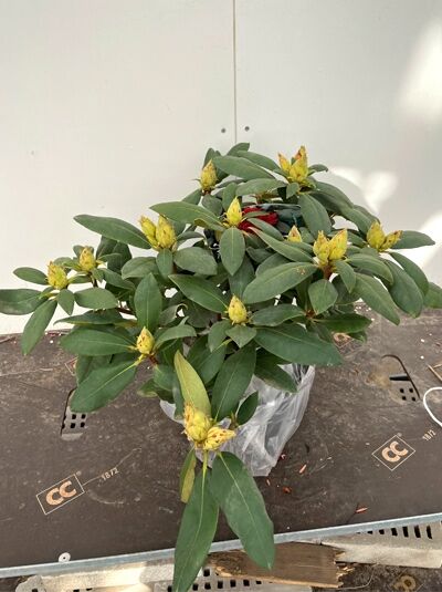 Rhododendron insigne 'Berliner Liebe' (Rhododendron) 30-40 cm C5, Topfpflanze mit dunkelgrünen Blättern und gelben Knospen