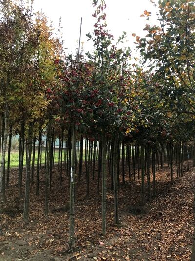 Crataegus lavallei 'Carrierei' – Weißdorn/Apfeldorn 'Carrierei' Hochstamm 14-16 StU mit rotem Fruchtschmuck und Herbstlaub
