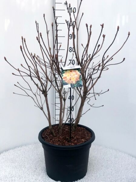 Laubabwerfende Azalee Azalea luteum 'Anneke' (Knap-Hill) 70-80 cm C25 im Topf, mehrtriebig, unbelaubt, mit Knospen.