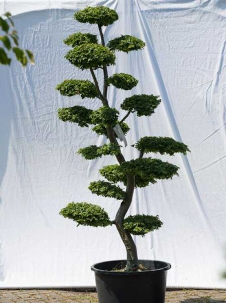 Garten-Bonsai (584) / Ulmus minor 'Jacqueline Hillier' H: 190 cm B: 90 cm