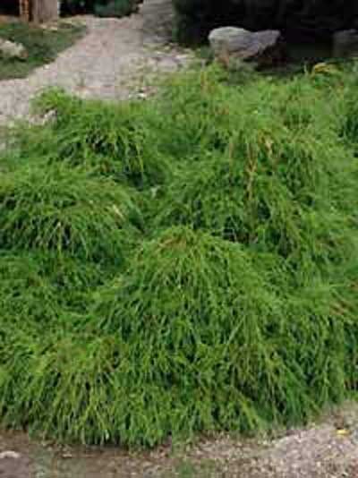 Chamaecyparis pisifera 'Filifera Nana' / Grüne Fadenzypresse