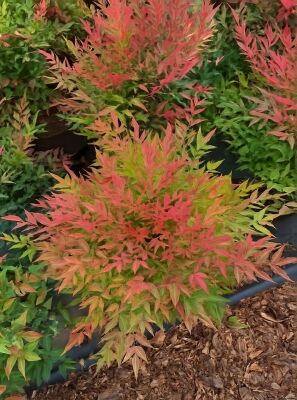 Heiliger Bambus / Himmelsbambus 'Obsessed' - Nandina domestica 'Obsessed'
