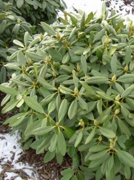 Rhododendron Hybride 'Boule de Neige' (Rhododendron) 70–80 cm Breite m. B., Solitärstrauch mit grünen, länglichen Blättern und Knospen.