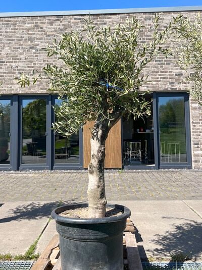 Olivenbaum / Echter Ölbaum 70 cm Stämmchen / Olea europaea (876224)