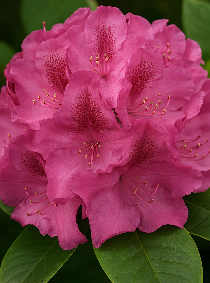 Rhododendron 'INKARHO Constanze' - Rhododendron Hybride 'INKARHO Constanze  '