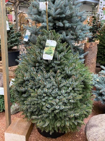 Picea omorika 'Nana' / Omorika-Zwergfichte mit dichtem, hellgrünem Nadelwerk an zahlreichen kurzen Trieben