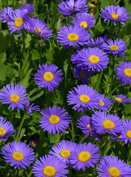 Alpen-Aster 'Dunkle Schöne' (Aster alpinus) mit violettblauen Blüten und gelber Mitte zwischen grünem Laub.