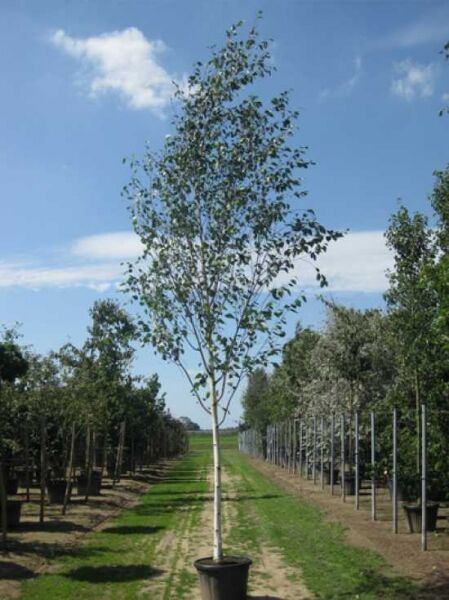 Weißrindige Himalaja-Birke 'Doorenbos' (Betula utilis 'Doorenbos') Hochstamm 16-18 StU im Container, schlanker Stamm, belaubt