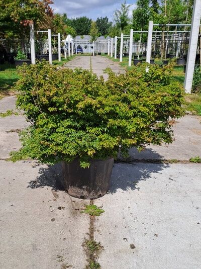 Zwerg-Fächer-Ahorn Acer palmatum 'Little Princess', buschiger Japanischer Ahorn im Container C50, 80–100 cm.
