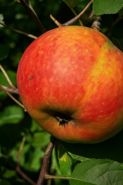 Apfel Roter Boskoop 'Hochstamm-Spalier' H:160 B:160 T:20 (Stamm 210 cm) / Apfel Roter Boskoop 'Hochstamm-Spalier' H:160 B:160 T:20 (Stamm 210 cm)