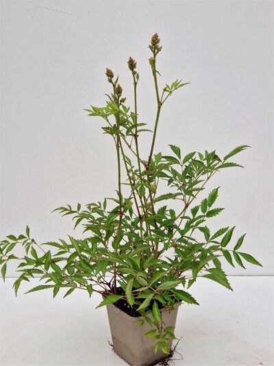 Astilbe arendsii 'Weiße Gloria' (Pracht-Spiere) im Topf P9 mit grünem, gefiedertem Laub und aufrechten Blütenknospen.