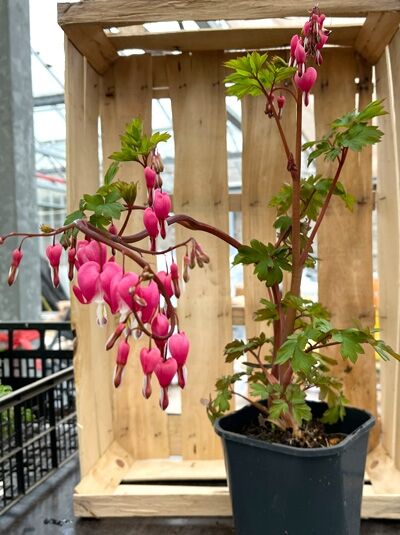 Tränendes Herz (Dicentra spectabilis) C2 im Topf, mit rosafarbenen, herzförmigen Blüten an bogigen Stielen und grünem Laub.