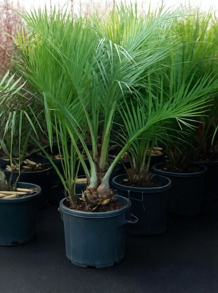 Gewöhnliche Geleepalme (Butia capitata) 150-175 cm C70 im Topf, mit gefiederten, grünen Palmwedeln und kurzem Stamm.