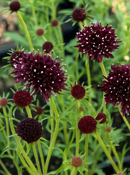 Skabiose 'Chile Black' / Skabiose 'Chile Black'