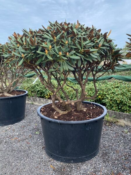 Rhododendron 'Gulliver' Schirm (Nr.1448) / Rhododendron adenogynum 'Gulliver' 120 cm breit x 100 cm hoch