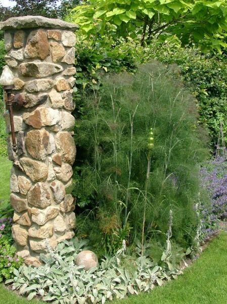 Foeniculum vulgare 'Atropurpureum' / Bronze-Fenchel