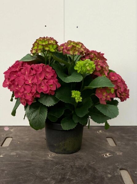 Bauern-Hortensie Hydrangea macrophylla 'Endless Summer ®' rot, blühende Pflanze im Topf mit grünen Blättern, 40-60 cm C10