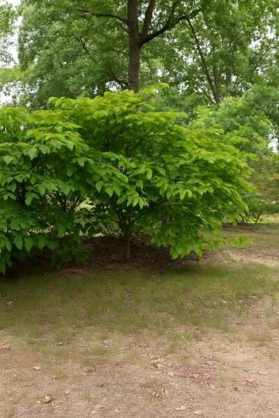 Japanischer Saftbaum / Talgbaum / Sapium japonicum