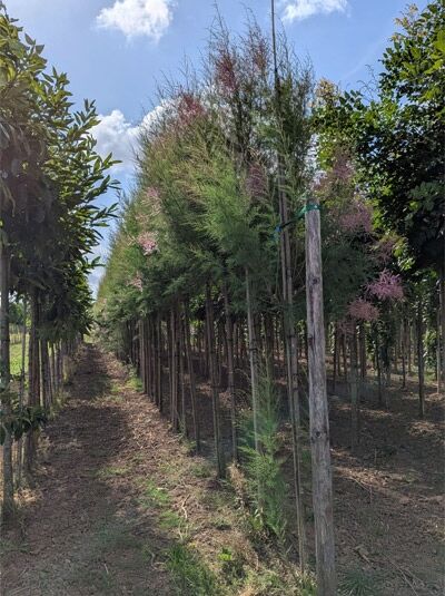 Tamarix ramosissima 'Pink Cascade' / Heide-Tamariske 'Pink Cascade' Hochstamm 12-14 StU, im Feld mit zarten rosa Blütenrispen