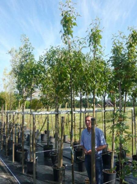 Sorbus thuringiaca 'Fastigiata' / Thüringische Mehlbeere 'Fastigiata' Hochstamm 8-10 StU, mehrstämmige Topfbäume in Baumschule