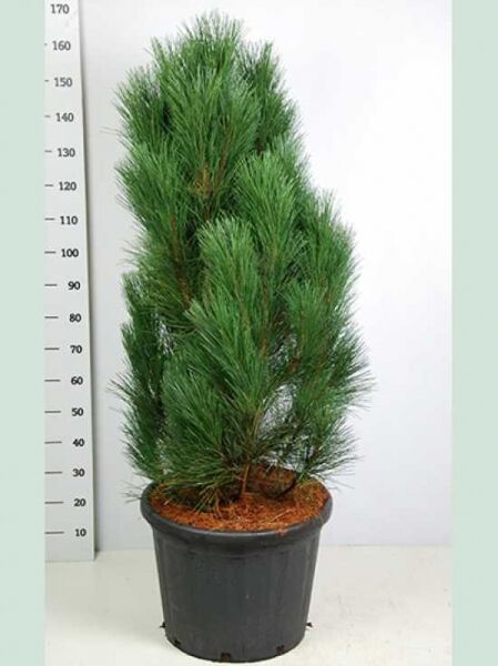 Pinus nigra 'Pyramidalis' / Säulenschwarzföhre