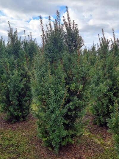 Becher-Eibe 'Hicksii' - Taxus media 'Hicksii' - Baumschule NewGarden