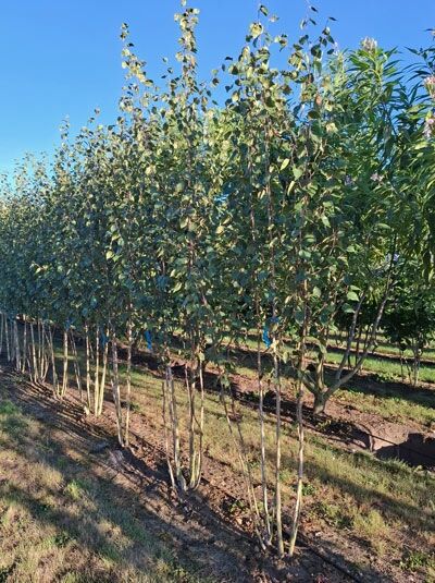 Weißrindige Himalaja-Birke 'mehrstämmig' / Betula utilis jacquemontii