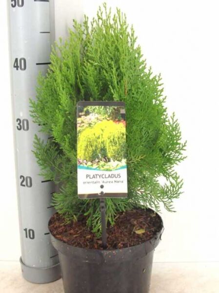 Thuja orientalis 'Aurea Nana' / Morgenländischer Lebensbaum 'Aurea Nana', 25-30 cm, C3, im Topf, buschiger Wuchs mit grünem Nadelkleid.