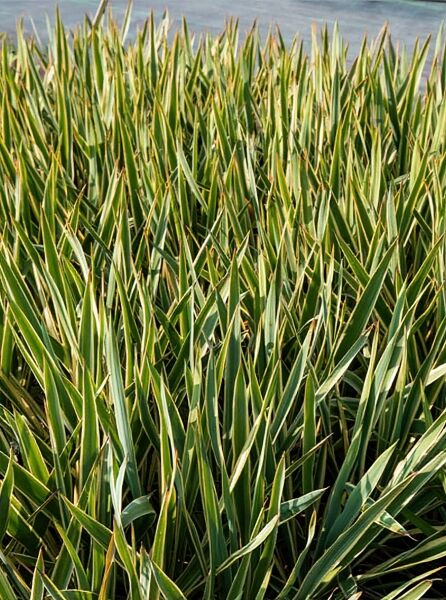 Yucca filamentosa 'Bright Edge' / Gelbgestreifte Palmlilie 'Bright Edge' mit schmalen, langen, gelbgrün gestreiften Blättern.