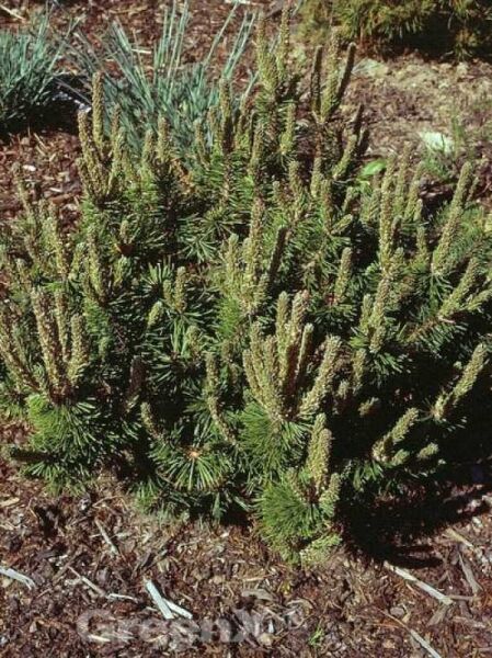 Pinus mugo 'Krauskopf' / Flache Zwerg-Kiefer 'Krauskopf'