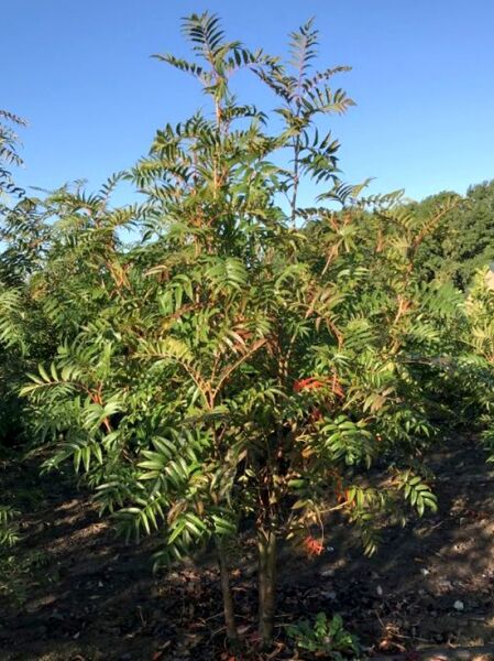 Mehlbeere 'Dodong' / Sorbus 'Dodong'