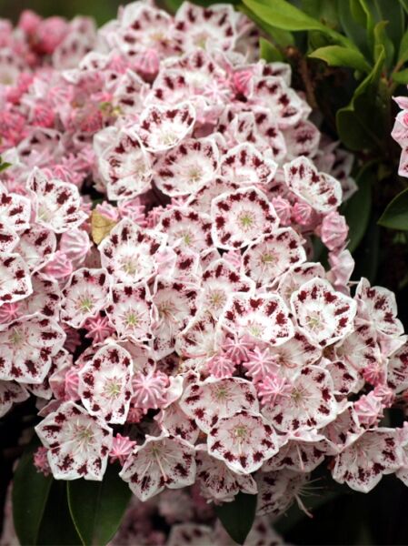 Kalmia latifolia 'Ginkona' (Lorbeerrose/Berglorbeer 'Ginkona') mit weiß-rosa Blüten und weinroten Flecken, grünes Laub sichtbar