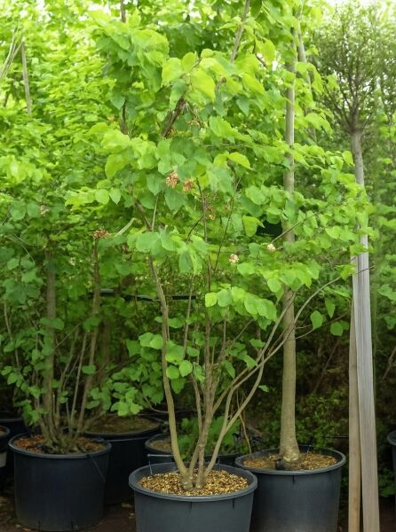 Cercis siliquastrum (Gewöhnlicher Judasbaum) 200-250 cm C70 im Container, mehrstämmig, mit grünem Laub.