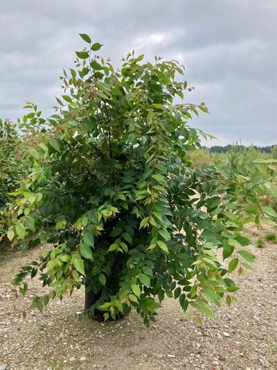 Zelkova serrata / Japanische Zelkove (Keakibaum) im Container C20, 175–200 cm, buschiger Wuchs mit grünem Laub