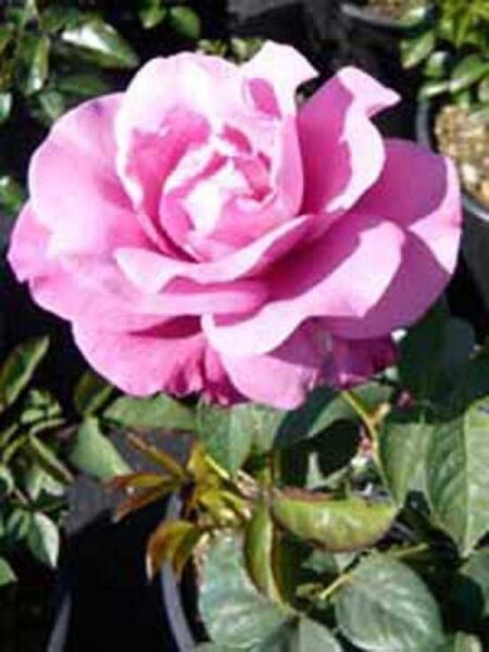 Rosa 'Blue Parfum ®' / Beetrose 'Blue Parfum'