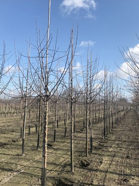 Malus domestica 'Gravensteiner' – Apfel 'Gravensteiner' Hochstamm 14-16 StU mit Drahtbügel, Baum mit Stamm und Krone im Feld
