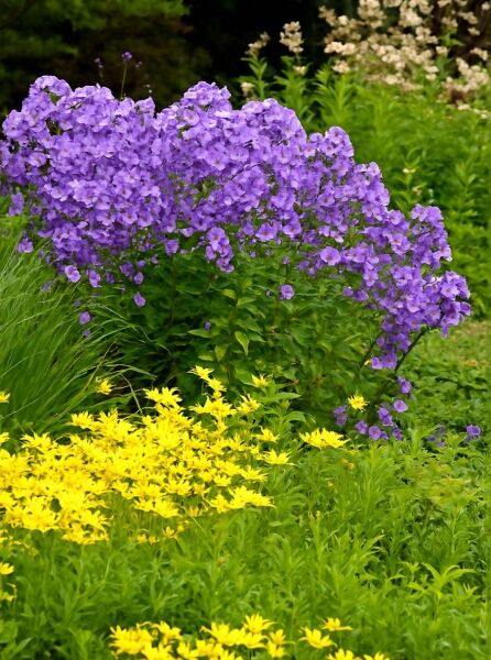 Sommer-Phlox, Hohe-Flammenblume 'Sweet Summer Ocean ®' / Sommer-Phlox, Hohe-Flammenblume 'Sweet Summer Ocean ®'